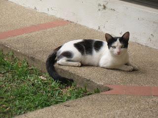 FELINOS SON LA REALEZA