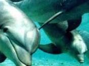 Delfines seres maravillosos