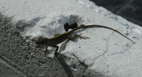 Lizard waiting Lizard waiting