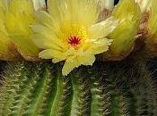 Notocactus, cactus jorobado