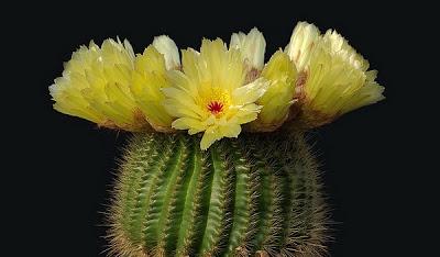 Notocactus, el cactus jorobado