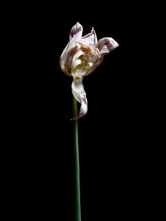 El tulipán y la fotogenía