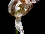 tulipán fotogenía
