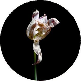El tulipán y la fotogenía