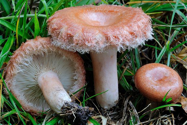 Setas y hongos; beneficios, propiedades y especies venenosas