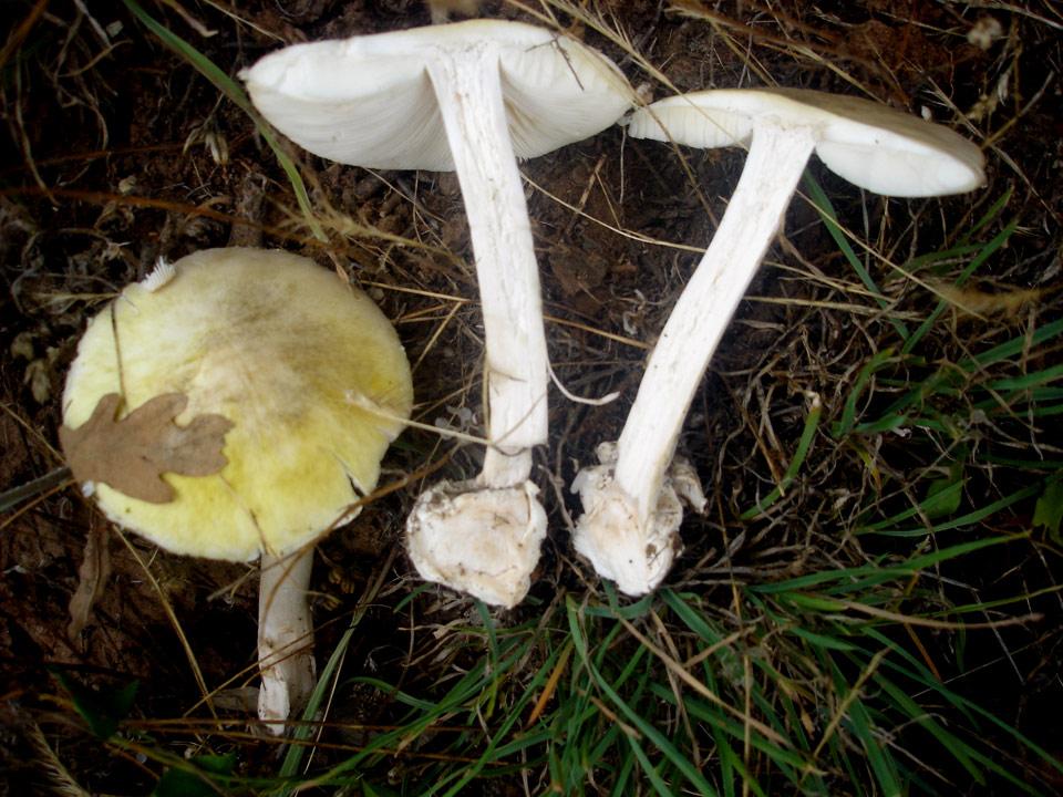 amanita phalloides