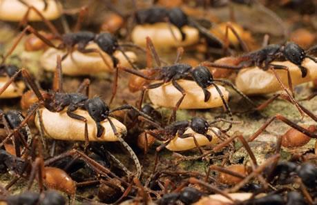Un anciano es comido vivo por las hormigas – NOTICIAS DE MIEDO