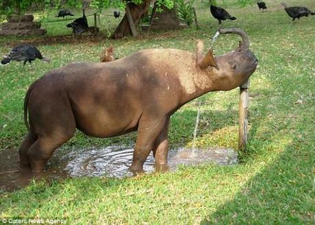 La mujer que tiene como mascota a un rinoceronte – NOTICIAS ACTUALIDAD