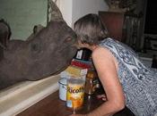 mujer tiene como mascota rinoceronte NOTICIAS ACTUALIDAD