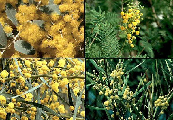 Beneficios para la salud de la fibra de acacia. Fibra de acacia para el colesterol