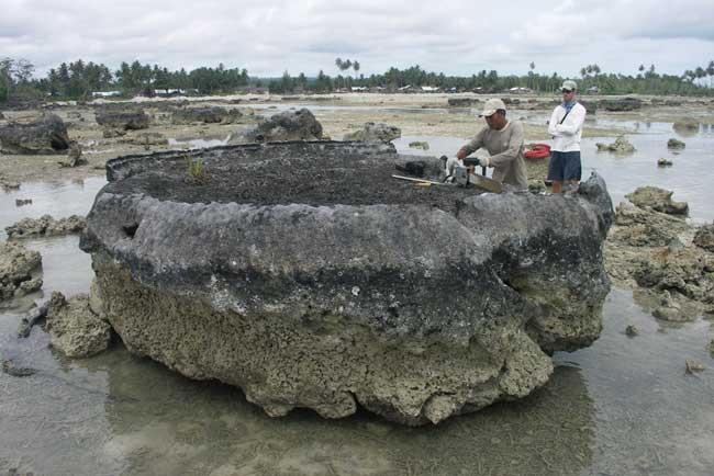 coral fósil en la isla de Nias-Southern Simeulue, Sumatra