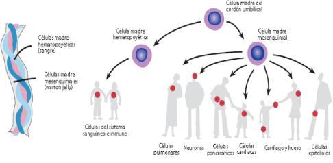 Motivos para conservar las células madre del cordón umbilical