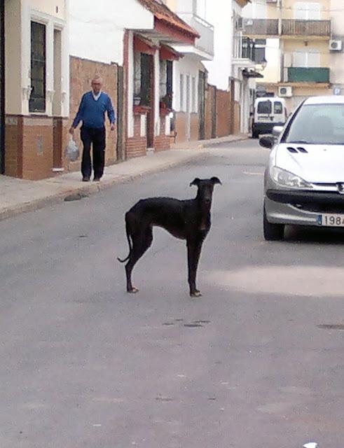 : Slim galgo en la calle en un pueblo de Huelva.