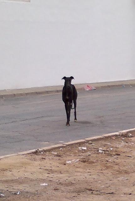 : Slim galgo en la calle en un pueblo de Huelva.