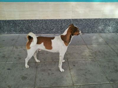 CHANQUETE EN LAS CALLES DE CAMPOHERMOSO ! (MESTIZO DE BODEGUERO) NECESITA UN HOGAR...(ALMERIA)