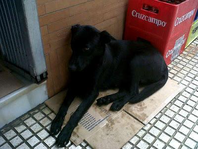 Shakira perrita apunto de parir en un pueblo de Huelva.