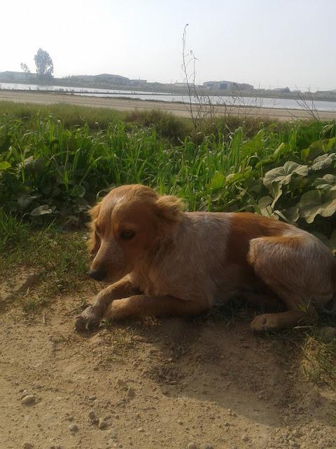 Bretona jovencita sin mano, necesita hogar. AVISO DE PARTICULAR. (Sevilla)