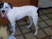 PERRITA PERDIDA BARCELONA (barrio gracia)