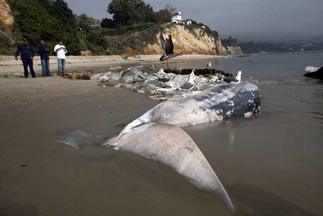 ballena de aleta pudriéndose en una playa de Malibu