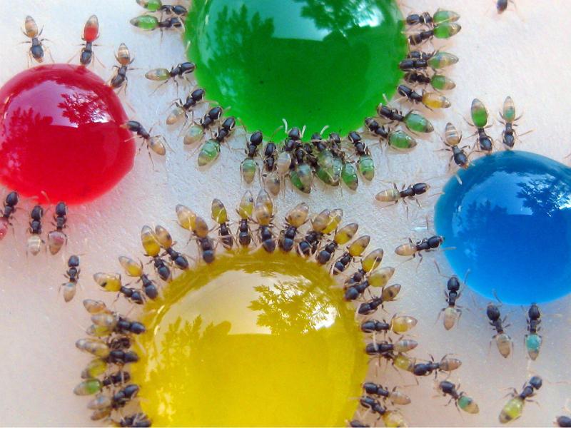 ¿Sabías que las hormigas son transparentes en su zona abdominal?