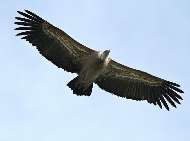 SUBIENDO CON LAS TERMICAS