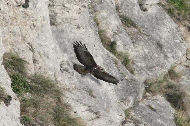SUBIENDO CON LAS TERMICAS