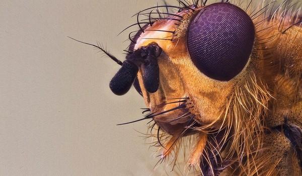 Un vistazo de cerca a los insectos de jardin