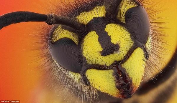 Un vistazo de cerca a los insectos de jardin