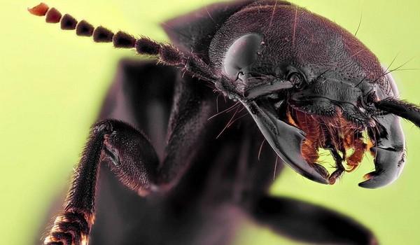 Un vistazo de cerca a los insectos de jardin