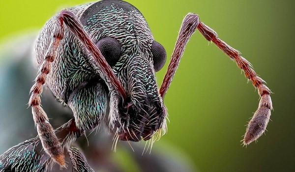 Un vistazo de cerca a los insectos de jardin