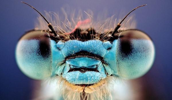 Un vistazo de cerca a los insectos de jardin