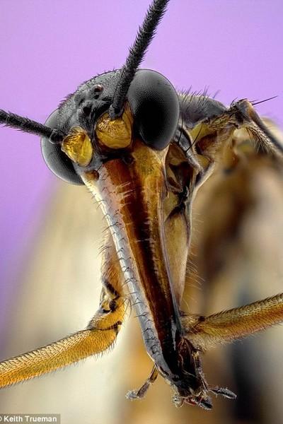 Un vistazo de cerca a los insectos de jardin