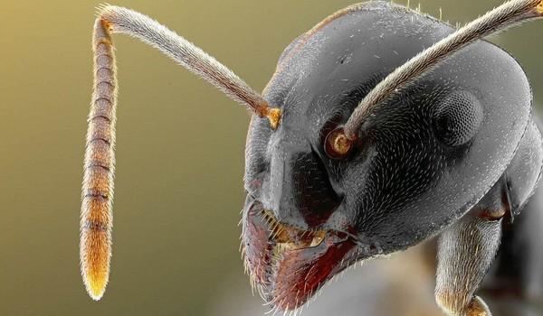 Un vistazo de cerca a los insectos de jardin