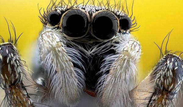 Un vistazo de cerca a los insectos de jardin