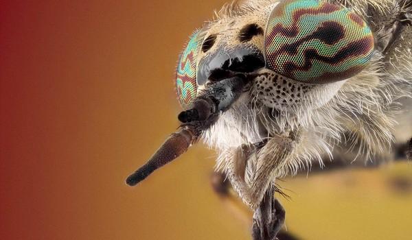 Un vistazo de cerca a los insectos de jardin