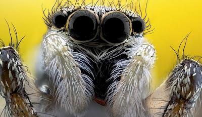 Un vistazo de cerca a los insectos de jardin