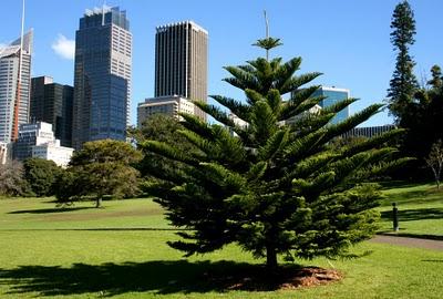 Visitando Sydney: Los Jardines Botánicos