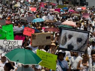 Manifestación en Mexico contra el maltrato animal.