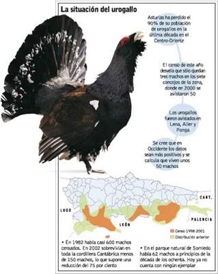 La inminente extinción del urogallo cantábrico