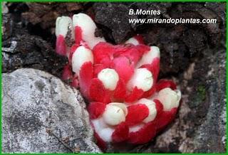 Durante esos días primaverales ,en los soleados matorrale...