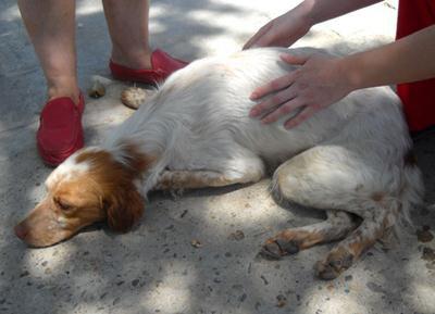 Aprox 900 euros separan a Moro de volver a andar (bretón atropellado Sevilla)