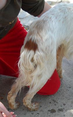 Aprox 900 euros separan a Moro de volver a andar (bretón atropellado Sevilla)