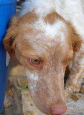 Aprox 900 euros separan a Moro de volver a andar (bretón atropellado Sevilla)