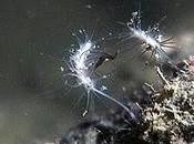 Esponjas carnívoras