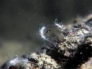 Esponjas carnívoras