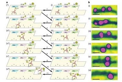 Nanofactorías y nanobots de ADN