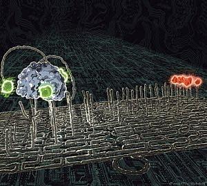 Nanofactorías y nanobots de ADN