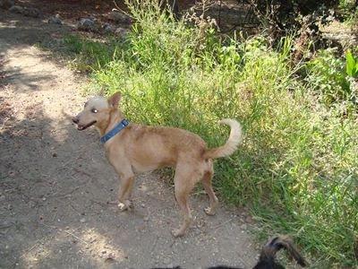 Nico podenco y ciego.... y guapo, y cariñoso, y noble, y bueno y... te esta buscando!!!!!!