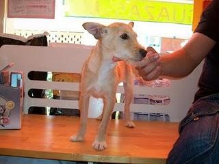 Loko, mestizo Fox Terrier en adopción (Murcia)