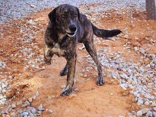 Valencia, perrita cuida de su compañero cojito. Ayúdanos a sacarlos de la calle
